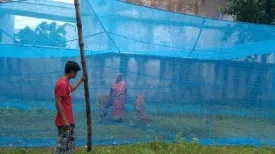 DIVAYANSHI Anaya Retailers HDPE Animal Mosquito Net for Cow/Buffalo (Multicolour; 25 x 15 x 10 ft)